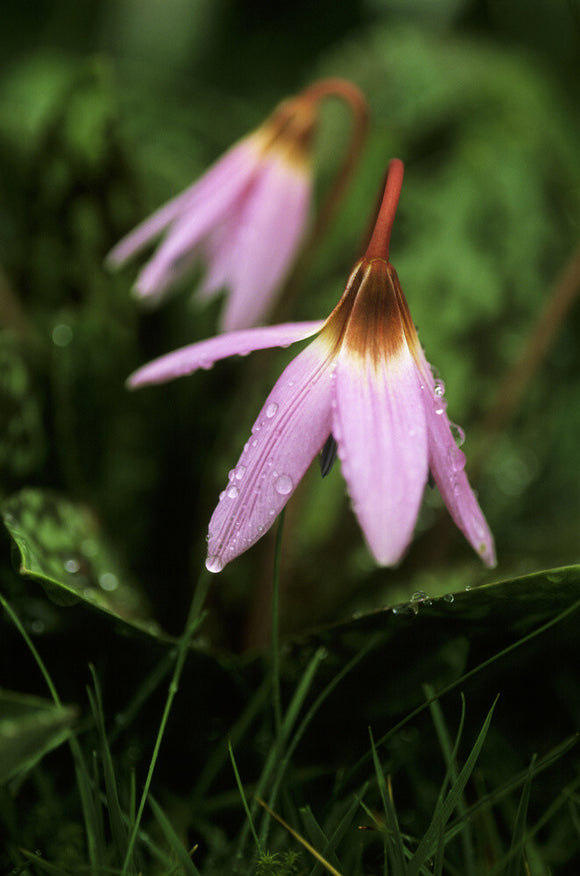 Flowers of Erythronium dens-canis (Dog's Tooth Violet), in March, glistening with over-night rain, in Emmetts Garden