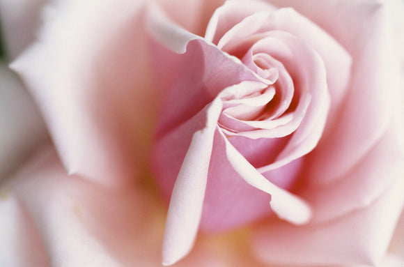 Close view of hybrid Tea rose, variety 