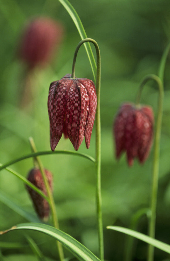 Flowers of Fritillary meleagris (Snake's Head Fritillary), hang their head's in typical fashion, in March, in Nymans Garden