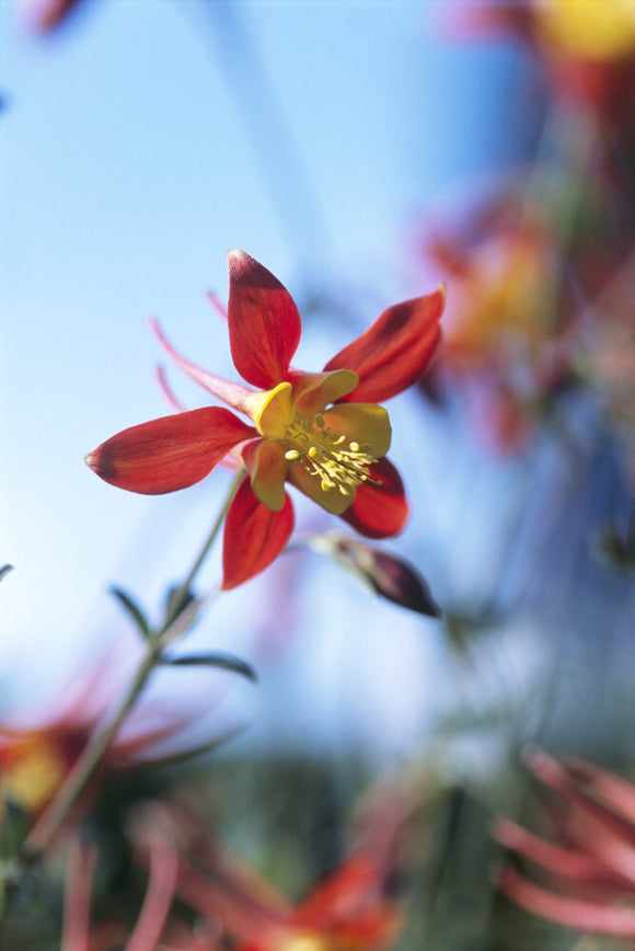 A close up of a red and yellow coloured Aquilegia seedling in the Cottage Garden at Sissinghurst Castle Garden with a bright blue sky and other similarly coloured flowers in the background