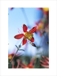 A close up of a red and yellow coloured Aquilegia seedling in the Cottage Garden at Sissinghurst Castle Garden with a bright blue sky and other similarly coloured flowers in the background