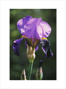 Close up of a iris 'Lothario' growing in the garden at Sissinghurst Castle Garden