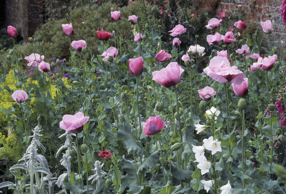 Pink opium poppies at their best in July growing in the terraced borders of Acorn Bank