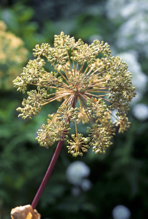 Close-up of angelica archangelica (Angelica seed head) in the Herb Garden at Acorn Bank