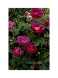Close-up of a spray of "Apothecary's Rose" (rosa gallica) at Acorn Bank Garden in Cumbria