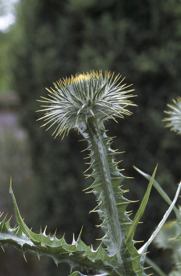 Close-up of the prickly Cotton Thistle (Onopordum Acathlum)