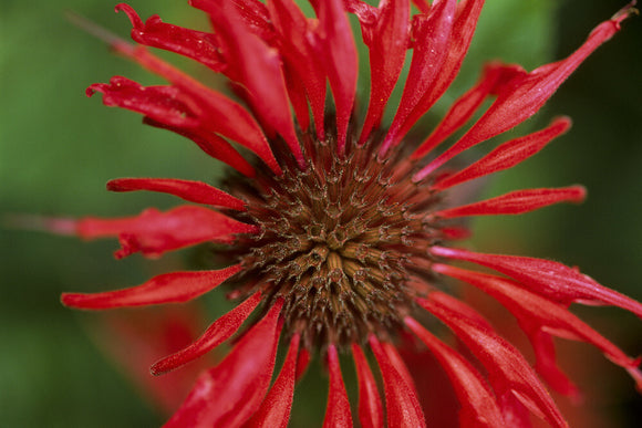 A close up view of a single bloom of Monarda 'Cambridge Scarlet' (common name Bergamot) in the garden at Peckover House; this perennial flowers from mid-summer to early autumn