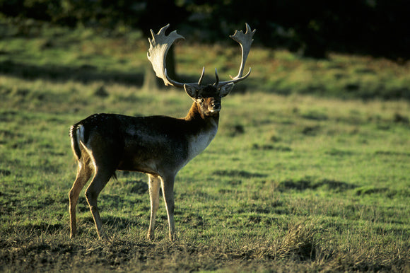 A Fallow Deer Buck 'Dama Dama' stood on grassland at Petworth Park in sunshine
