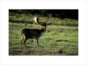 A Fallow Deer Buck 'Dama Dama' stood on grassland at Petworth Park in sunshine