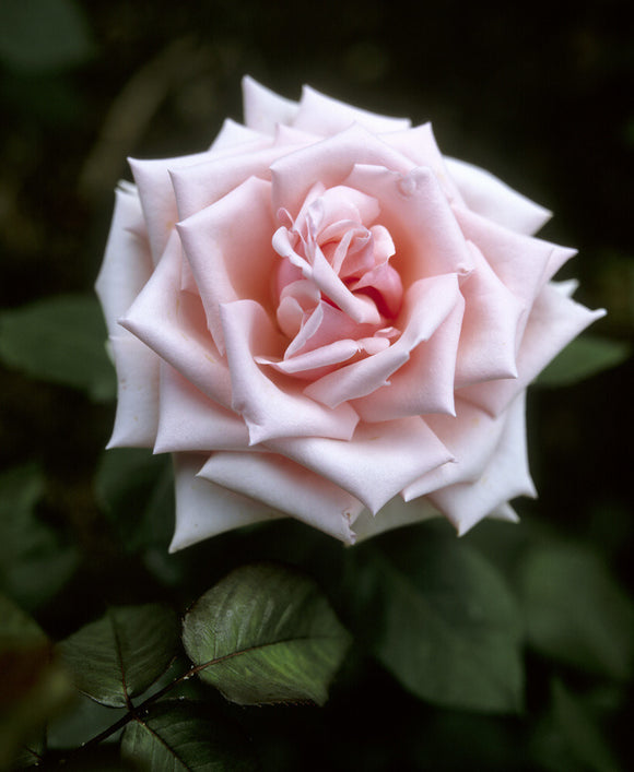 Pink Tea Rsose A close up view of the bloom of a pink Hybrid Tea rose