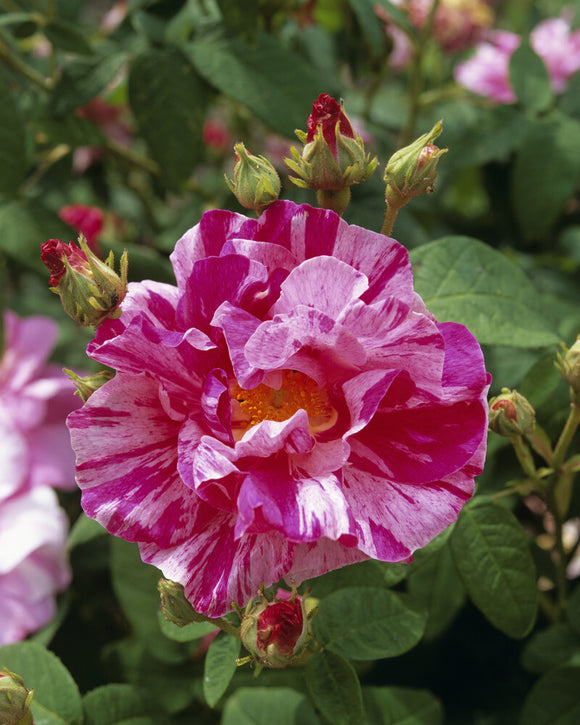 Wenlock Roses Close up of a pink rose in the Walled Garden, created and managed by t ...