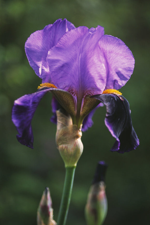 A close up of a purple Iris 'Lothario' at Sissinghurst Castle Garden