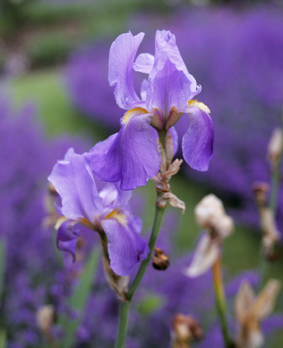 Close up of an Iris growing in the Pergola garden at Gunby Hall