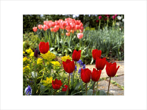 Red tulips, muscari, fritillaria and pink tulips in the background, on the Lime Walk at Sissinghurst in March