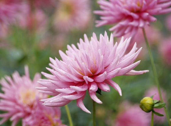 Close-up of a pink cactus dahlia flower (Pink Princess), in the garden of Hinton Ampner