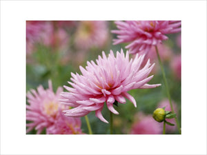 Close-up of a pink cactus dahlia flower (Pink Princess), in the garden of Hinton Ampner