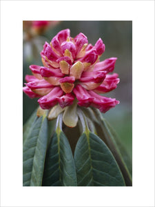 Close shot of the flower in bud, of Rhododendron Lanigerum at Nymans Garden