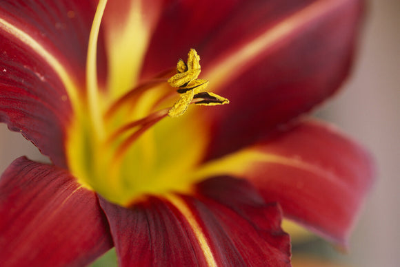 Very close view of the centre of a Hemerocallis fulva, liliaceae, Day lily at Hidcote Manor Garden