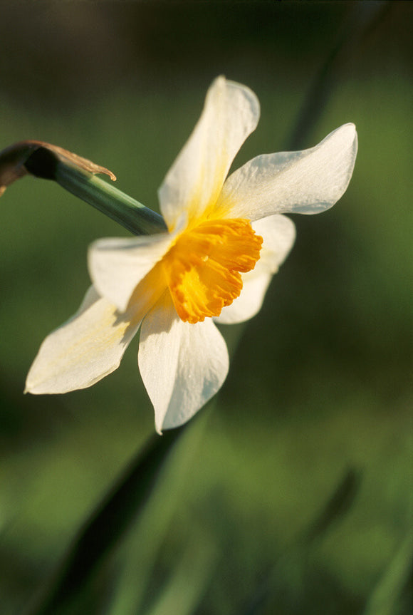Close up of a Narcissus, Sunrise, in the gardens at Cotehele