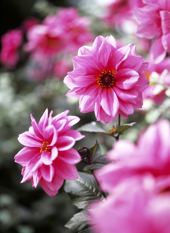 Close-up of pink dahlia flowers in the garden at Hinton Ampner, probably the variety 