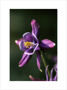 A flower of an Aquilegia - McKanna Trailing Long-Spurred Hybrid, blooming in June, in the Garden of Sissinghurst Castle