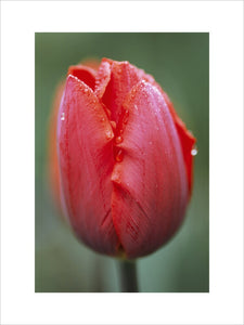 A red Tulipa 'Couleur Cardinal' at Sissinghurst Castle Garden