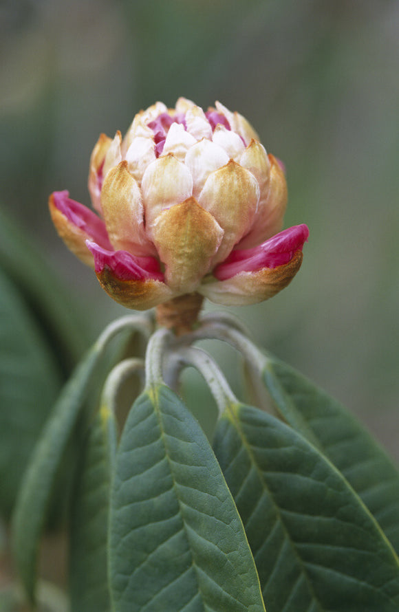 Close view of the bud of a Rhododendron Lanigerum just beginning to open at the garden at Nymans