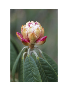 Close view of the bud of a Rhododendron Lanigerum just beginning to open at the garden at Nymans