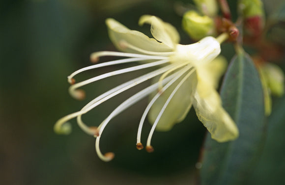 Close view of the flower of a Rhododendron 'lutescens' growing in the garden at Nymans