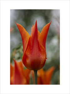 Close up of a tulipa 'Ballerina' in the garden at Sissinghurst Castle Garden, taken in April