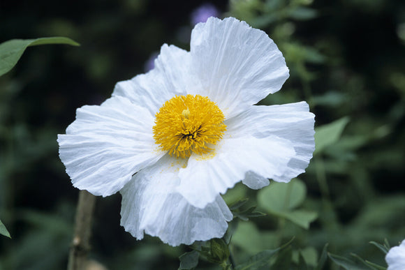 View of a single flower of the Romneya coulteri, papaveraceae, Tree Poppy, at Hidcote Manor Garden