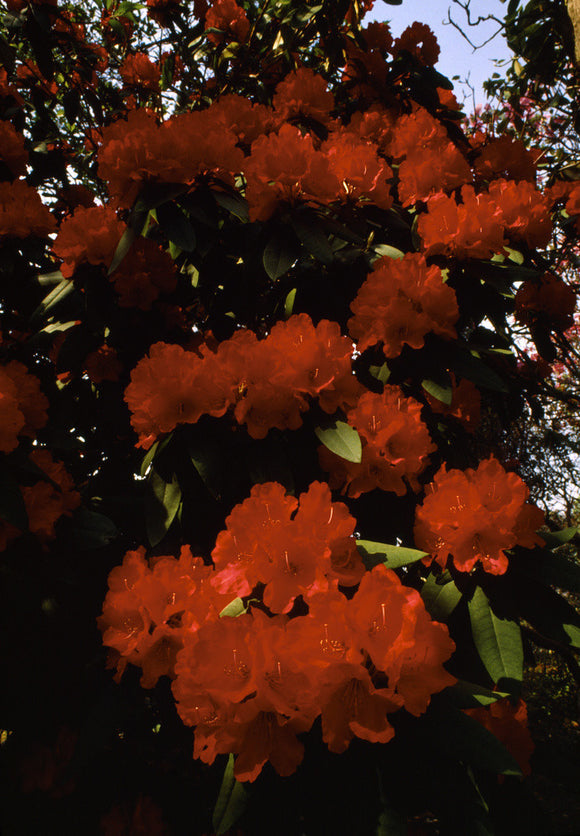 Close-up of red Rhododendron flowers in Spring at Bodnant Garden
