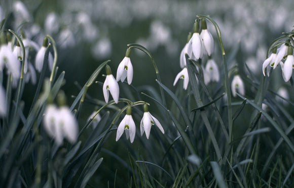 Close view of Galanthus nivalis, snowdrops, which are spring flowering bulbs in Nymans Garden