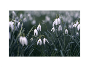 Close view of Galanthus nivalis, snowdrops, which are spring flowering bulbs in Nymans Garden