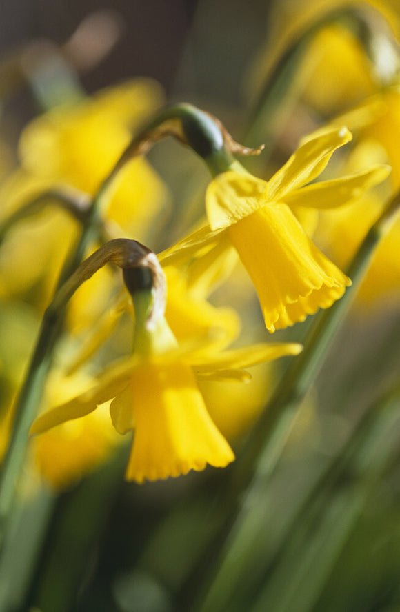 Close view of Narcissus unsurpassable taken in early spring in Nymans Garden with frilly edges to the trumpets and bowed heads