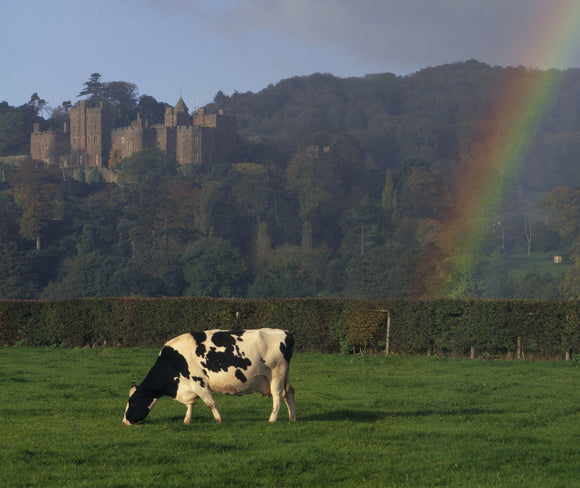 A view of a cow grazing in a field, with Dunster Castle in the background