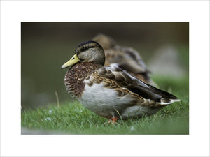 A close up of a mallard duck at Lyme Park