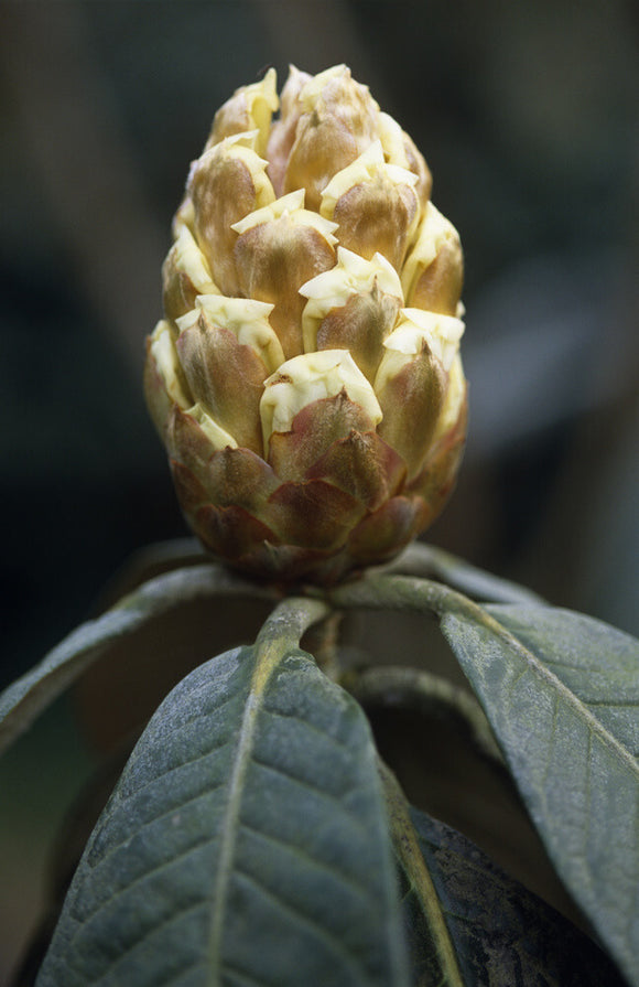 Close shot of the bud and its long drooping leaves of the Rhododendron Macabeanum, in Nymans Garden