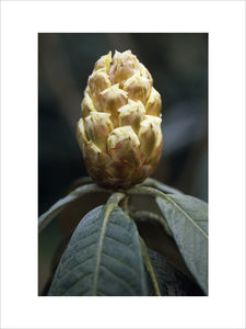Close shot of the bud and its long drooping leaves of the Rhododendron Macabeanum, in Nymans Garden