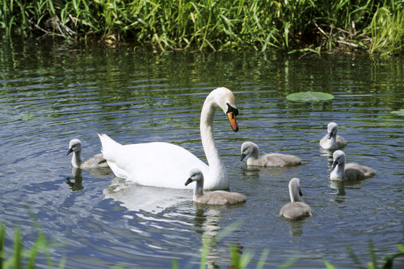 View of swan with cygnets on water with reeds in background