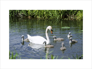 View of swan with cygnets on water with reeds in background