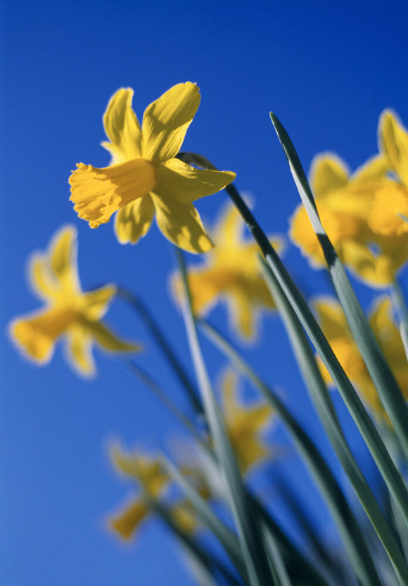 Close view of Narcissus 