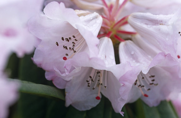 Close view of the flower of the Rhododendron praevernum growing in the garden at Nymans