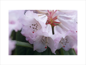 Close view of the flower of the Rhododendron praevernum growing in the garden at Nymans