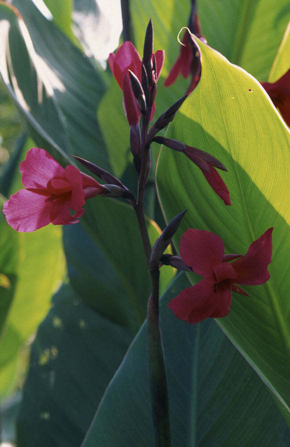 Close-up view of a canna lily flower in the garden at Overbecks, Sharpitor, Salcombe, Devon