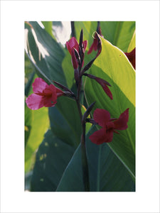 Close-up view of a canna lily flower in the garden at Overbecks, Sharpitor, Salcombe, Devon