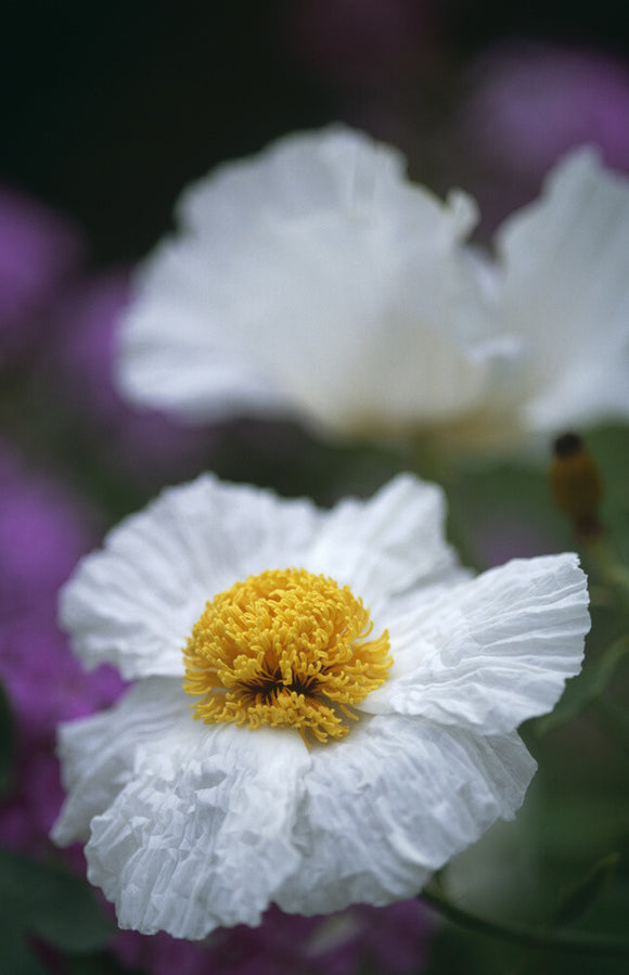 Close view of a Romneya coulteri, papaveraceae, Tree Poppy with another specimen in the background at Hidcote Manor Garden