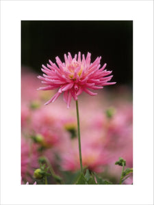 A flower of Dahlia