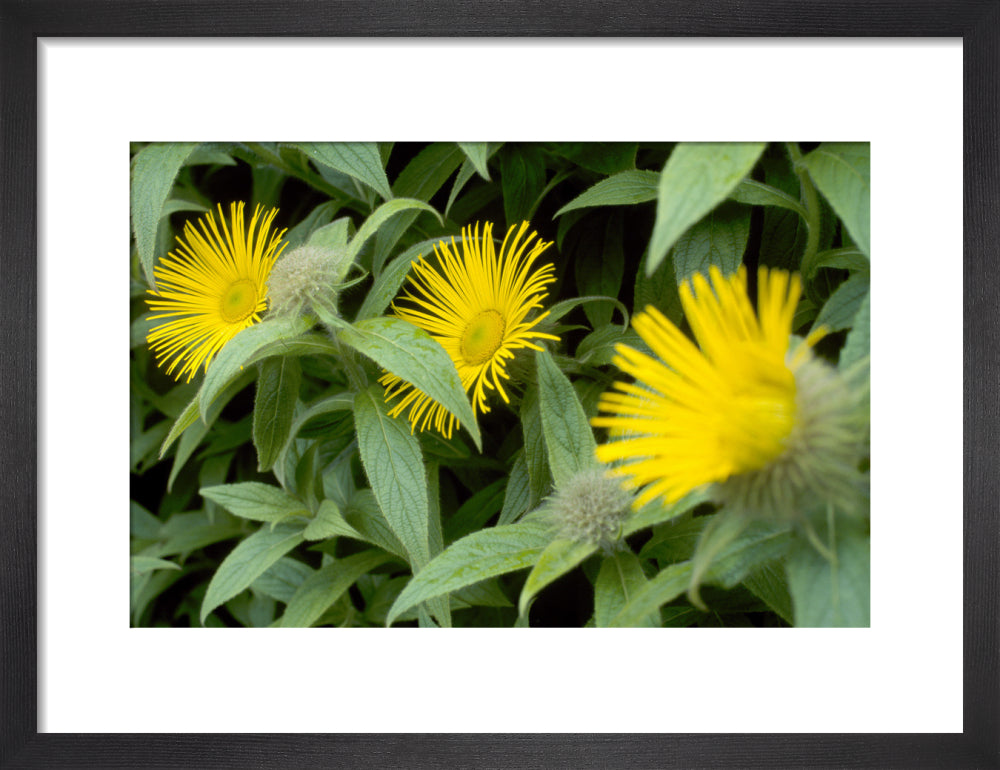 View of three bright yellow Inula hiikeri surrounded by bright green l ...