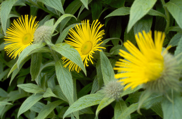 View of three bright yellow Inula hiikeri surrounded by bright green leaves, in the garden at Wallington